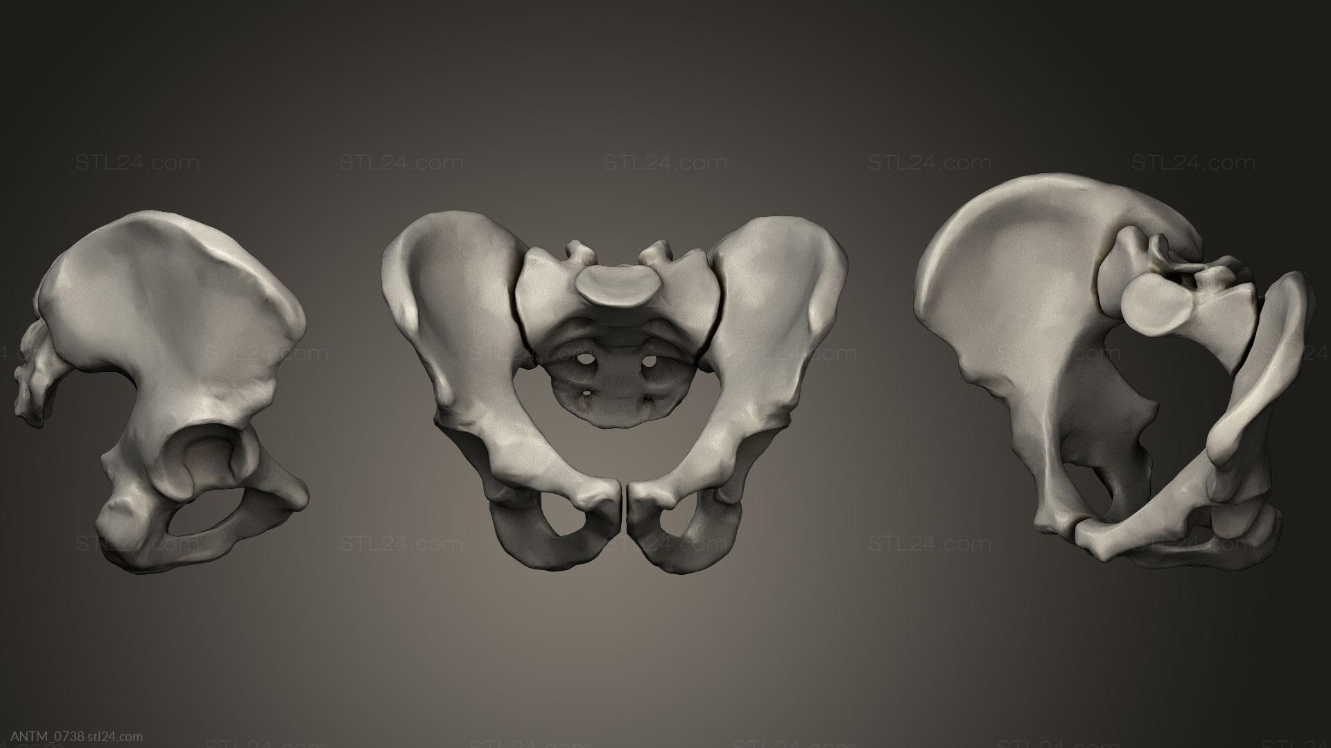 The Sacrum Bone: Anatomy and 3D Illustrations